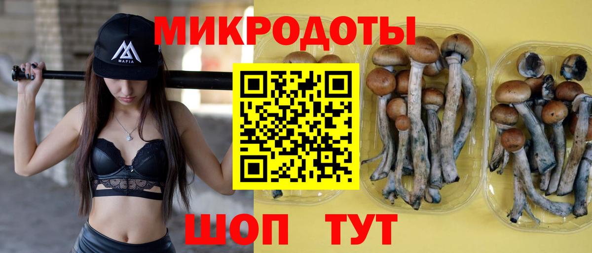 Псилоцибиновые грибы Psilocybe Артём